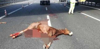 Cavallo morto in Autostrada, foto Il Fatto Vesuviano