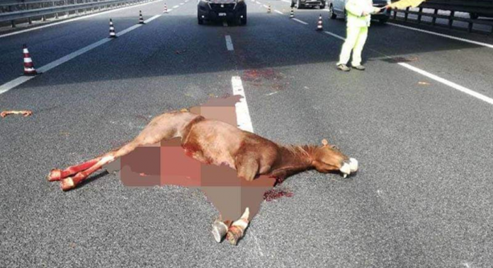 Cavallo morto in Autostrada, foto Il Fatto Vesuviano
