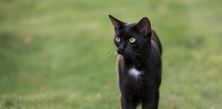 Gatto nero, Immagini da Google contrassegnate per essere riutilizzate